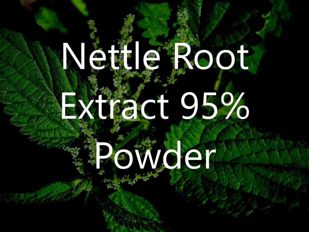 A&A Pharmachem Nettle Root Extract 95% Powder 