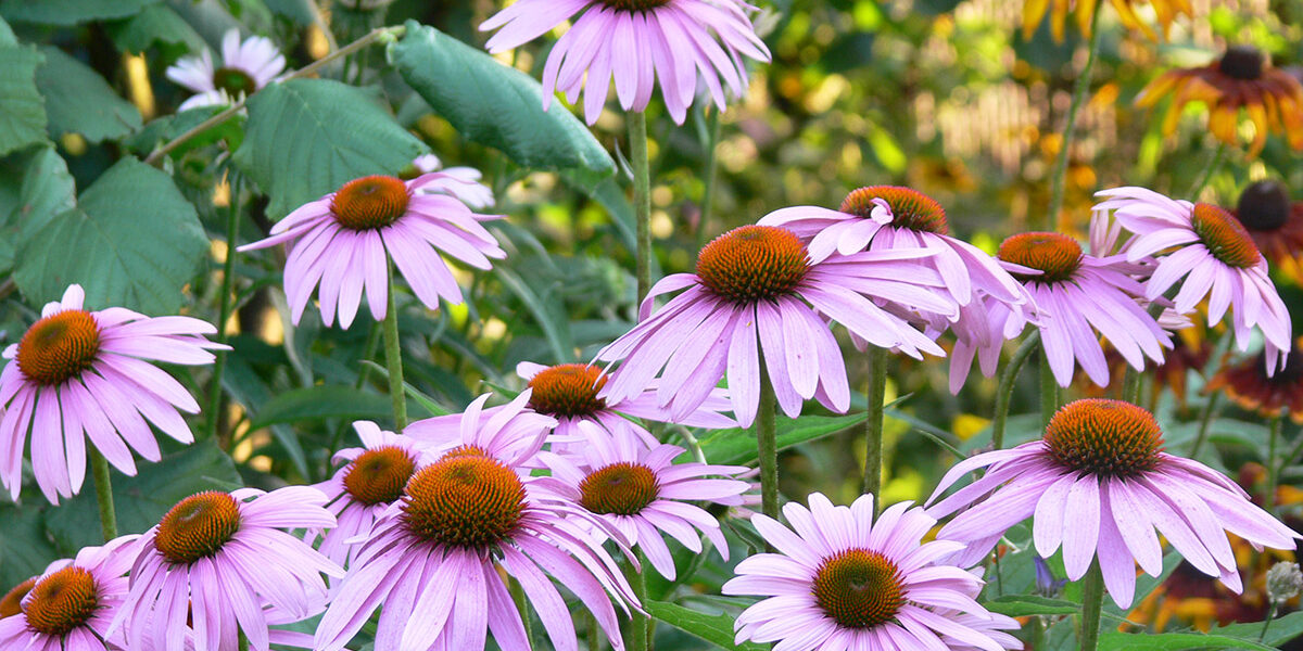 Echinacea-angustifolia Echinacea angustifolia flowers
