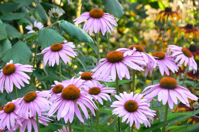 Echinacea angustifolia flowers