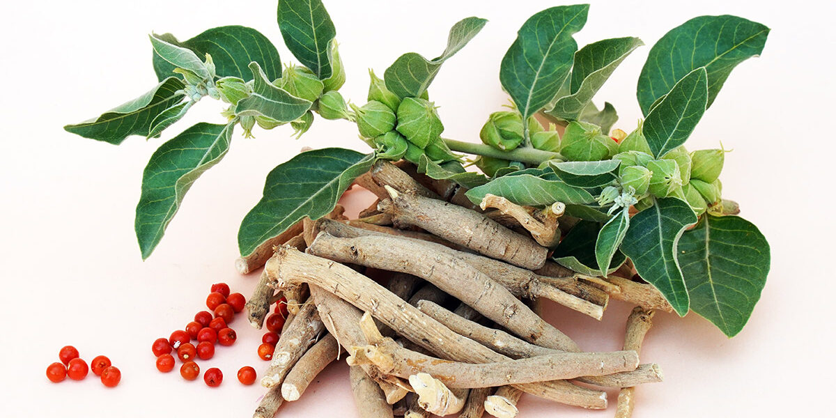 AA-Pharmachem-Ashwagandha Ashwagandha