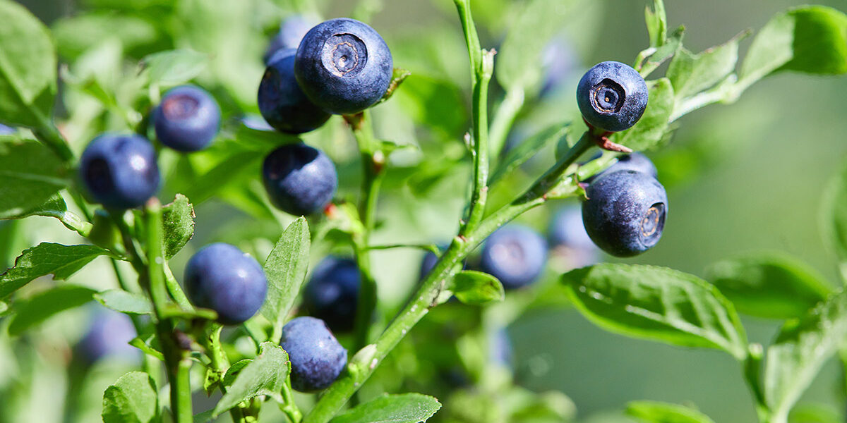 AA-Pharmachem-Bilberry Bilberry