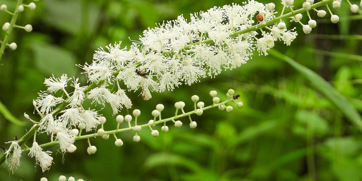 AA-Pharmachem-Black-Cohosh Black Cohosh