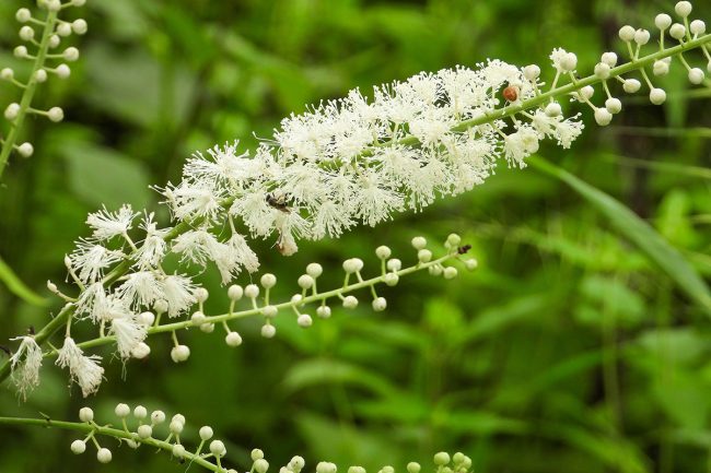 Black Cohosh