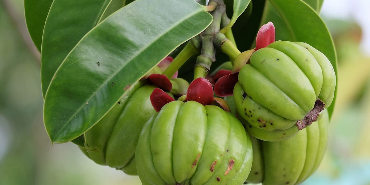 Garcinia Cambogia