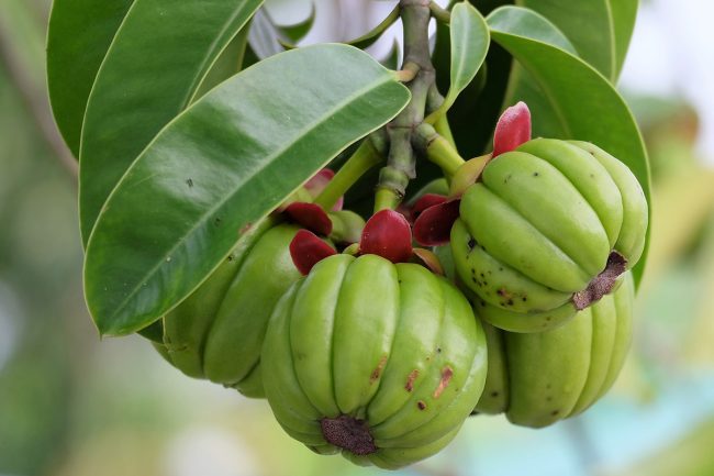 Garcinia Cambogia