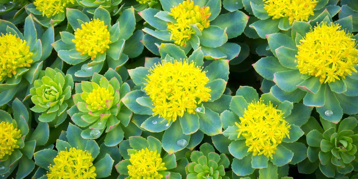 AA-Pharmachem-Rhodiola-Rosea Rhodiola Rosea