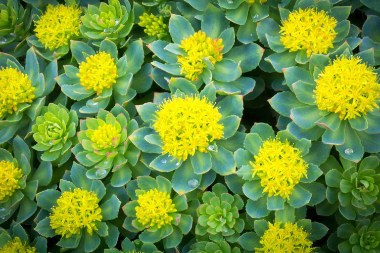 Rhodiola Rosea