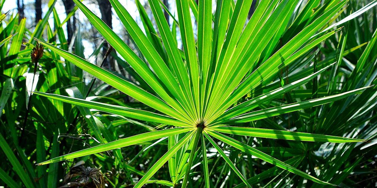 AA-Pharmachem-Saw-Palmetto Saw Palmetto
