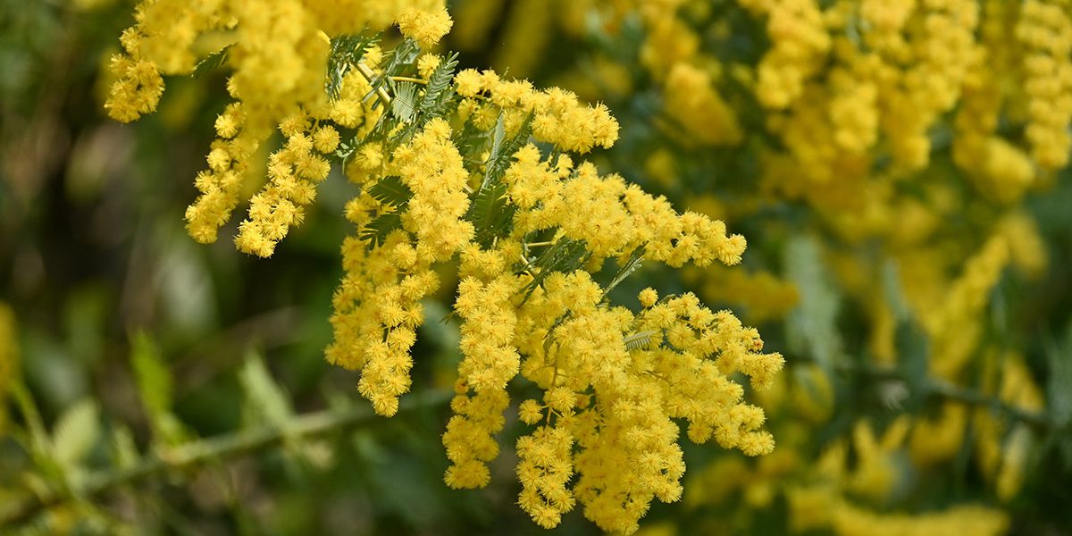 AA-Pharmachem-Acacia-Rigidula