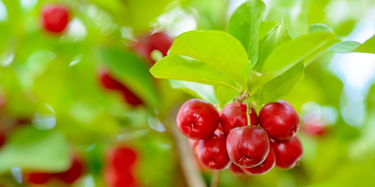 AA-Pharmachem-Acerola