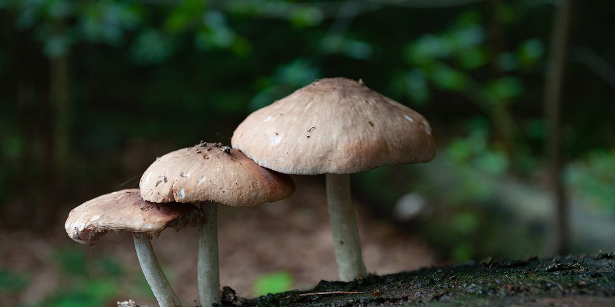 AA-Pharmachem-Agaricus