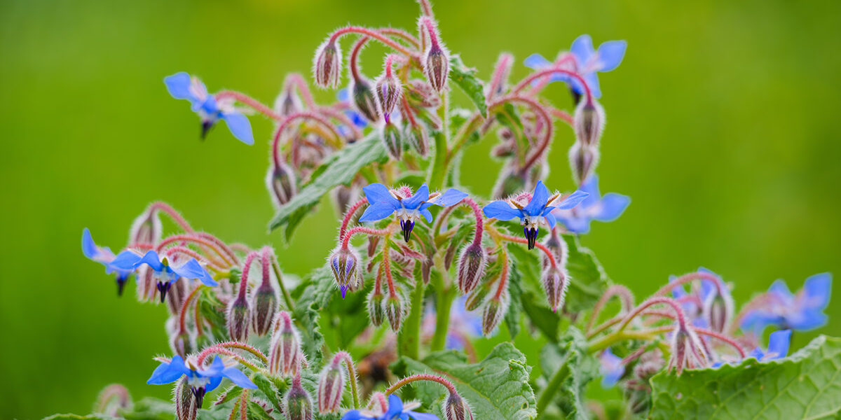 Borage