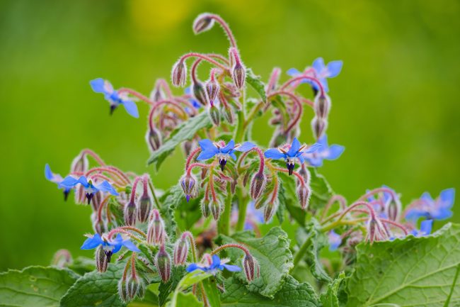 Borage