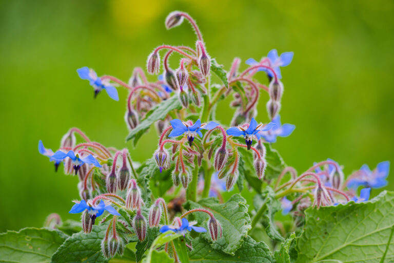 Borage