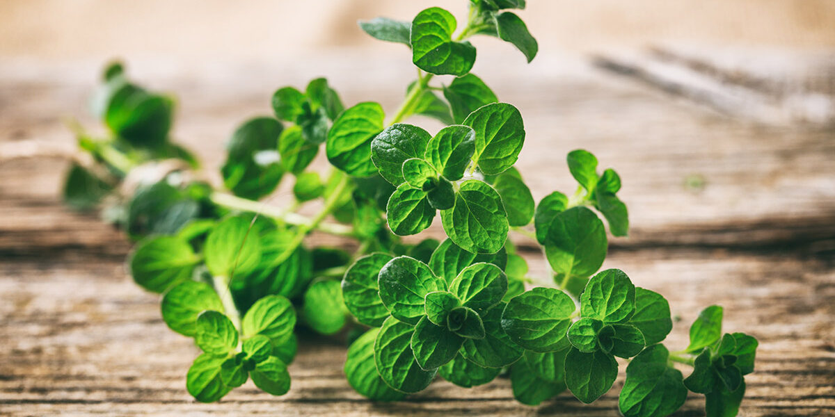 AA-Pharmachem-Oregano-Oil Oregano Oil