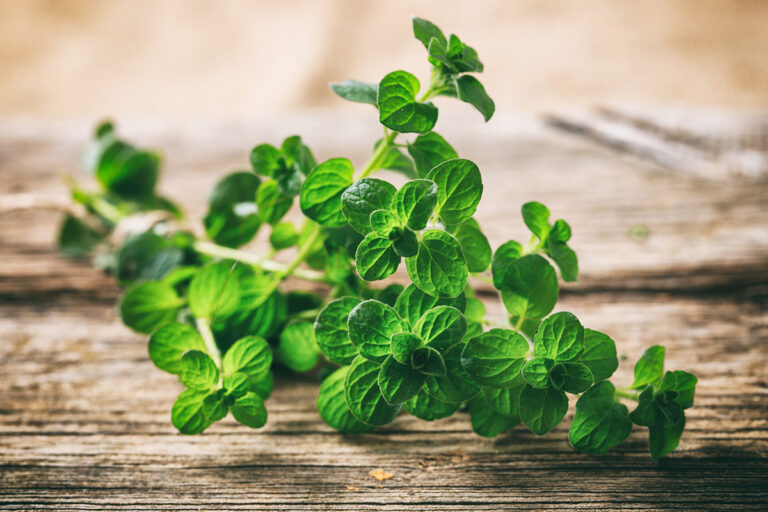 Oregano Oil