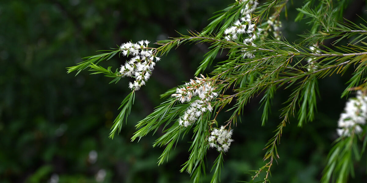 AA-Pharmachem-Tea-Tree-Oil Tea Tree